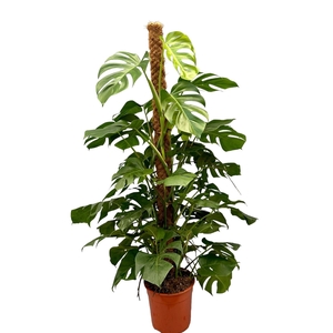 Monstera
