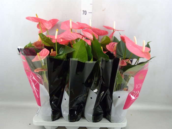 <h4>Anthurium andr. 'Colorado'</h4>