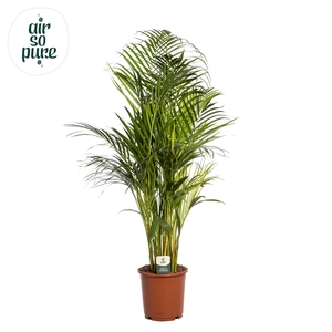 Dypsis Lutescens p24 (Areca)