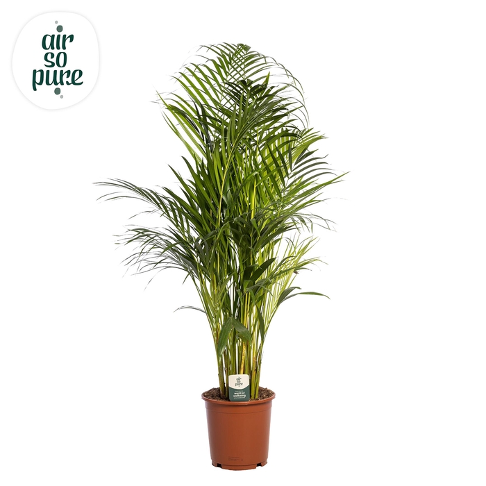 <h4>Dypsis Lutescens p24 (Areca)</h4>