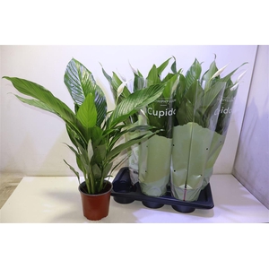 arr8 Spath Bingo Cupido