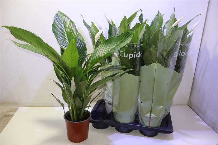 <h4>Spath Bingo Cupido</h4>