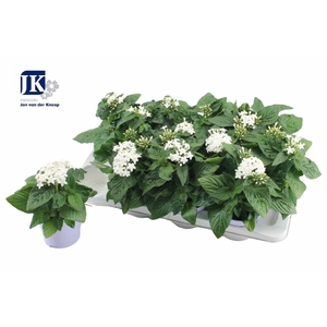 PENTAS GRAFFITI WHITE P12