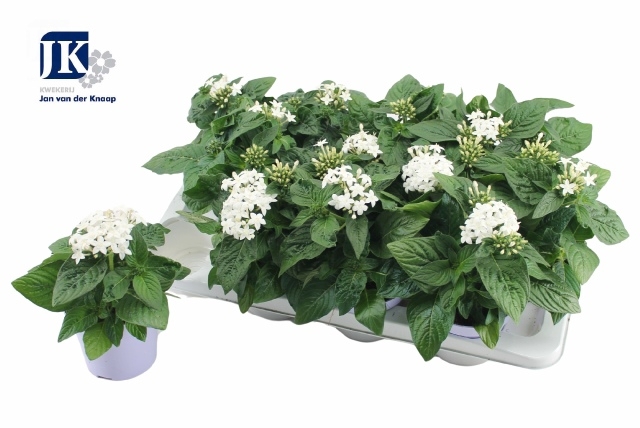 <h4>PENTAS GRAFFITI WHITE P12</h4>