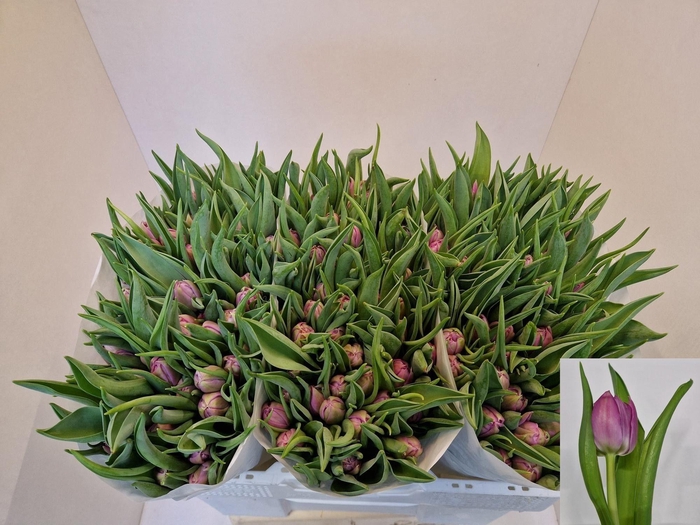 <h4>Tu Du Double Price</h4>