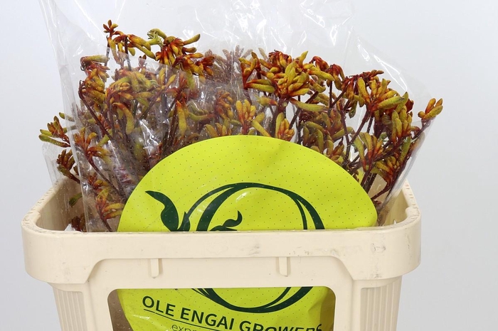 <h4>Anigozanthos Orange Velvet</h4>
