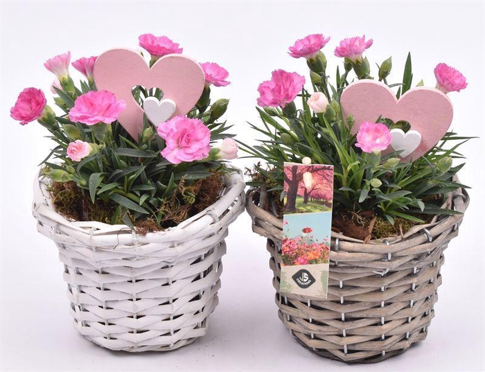 <h4>Wilg mandje met rand 14cm</h4>