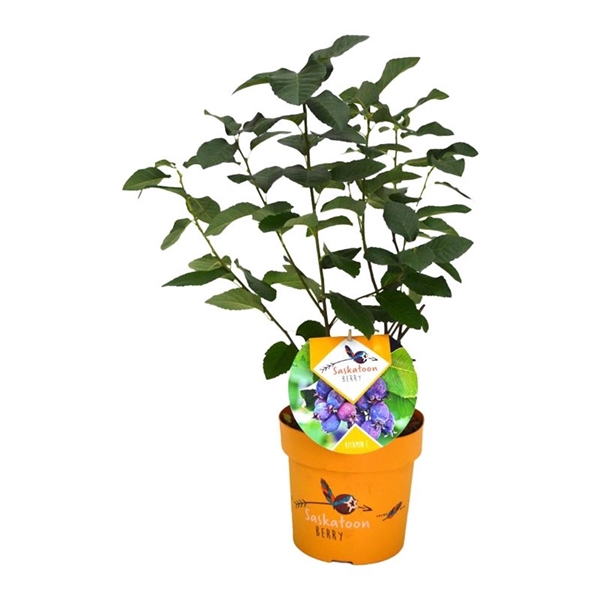 <h4>Amelanchier 'Saskatoon Berry' ®</h4>