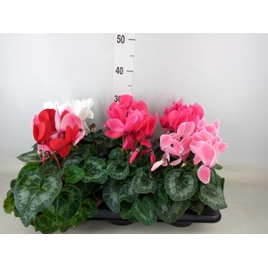 Cyclamen GR 'Mammoth'