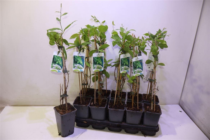 <h4>arr8 Actin Ar Issai</h4>