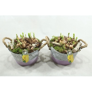 0361 ZINK VLINDER TETE