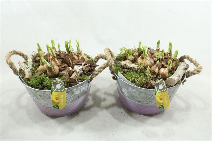 <h4>0361 ZINK VLINDER TETE</h4>