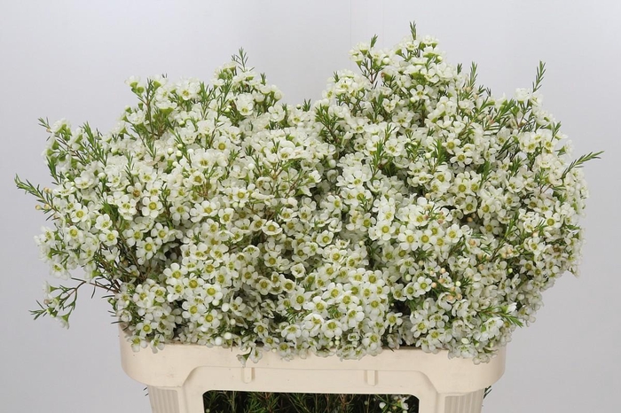 <h4>Chamelaucium Ivory Pearl</h4>