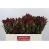 Leucadendron Blush Spray