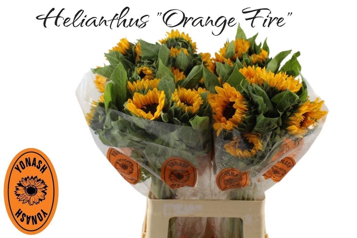 <h4>HELI ORANGE FIRE</h4>