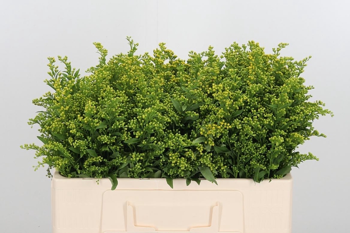 <h4>Soli Carzan Glory</h4>