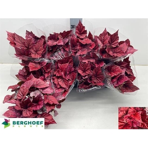 BEG BEL INCA FLAME