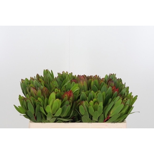 Leucadendron Saf Goldstrik