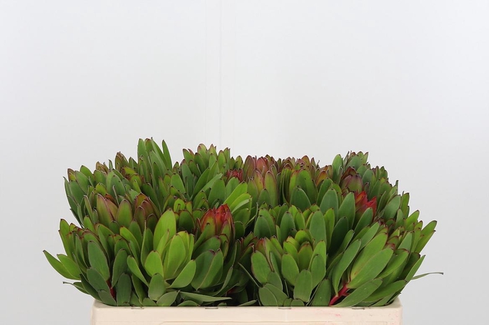 <h4>Leucadendron Saf Goldstrik</h4>