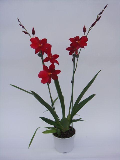 <h4>Nelly Isler2</h4>