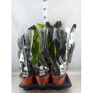 Zamioculcas zamiifolia 'Dowon'