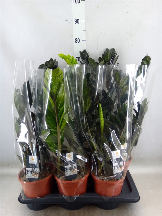 <h4>Zamioculcas zamiifolia 'Dowon'</h4>