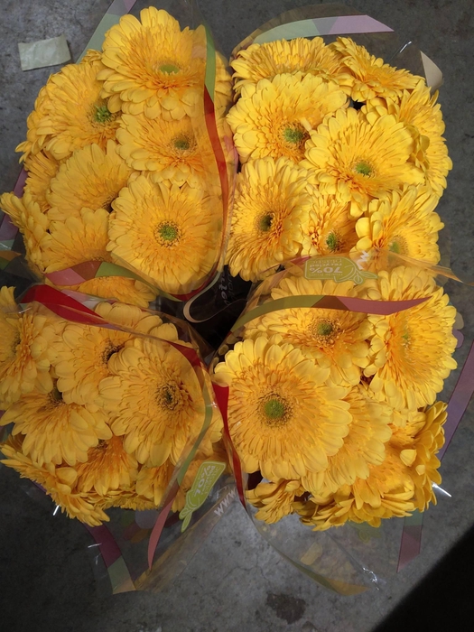 <h4>GE GB HONEY BALL</h4>