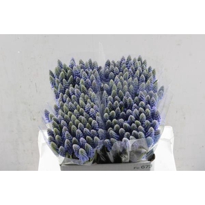 Muscari Blauw P St