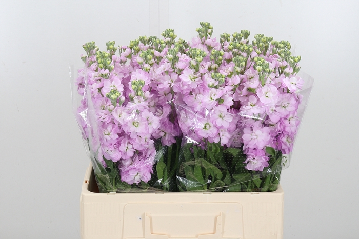 <h4>Matth Mathilda Pink</h4>
