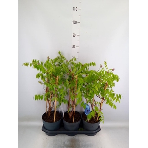 Wisteria frutes. 'Amethyst Falls'