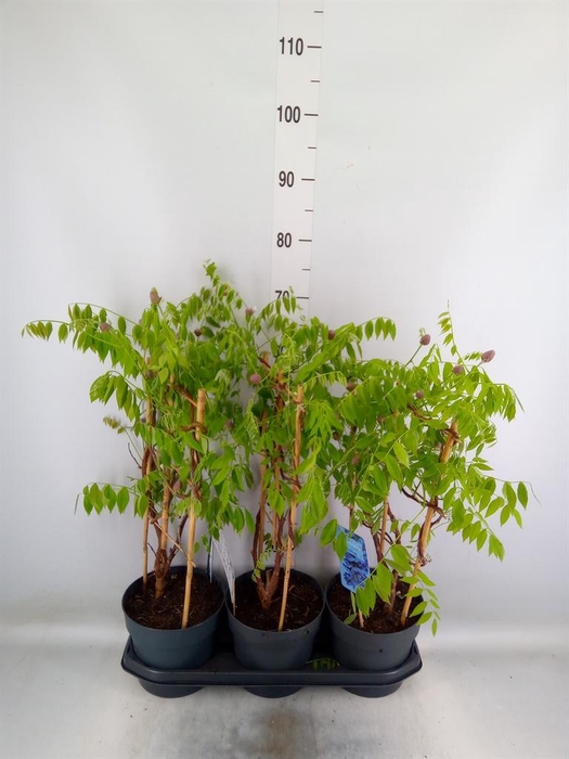 <h4>Wisteria frutes. 'Amethyst Falls'</h4>