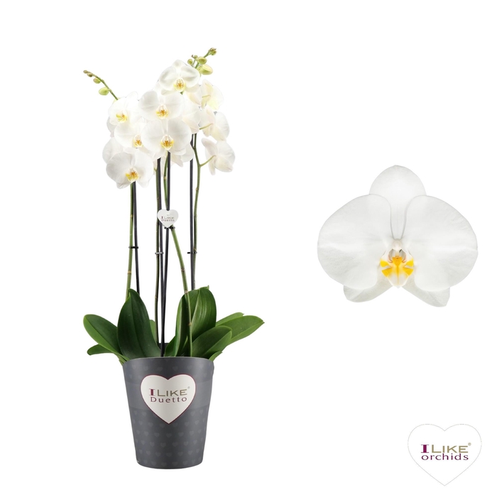 <h4>Duetto Oxford - 4 tak</h4>