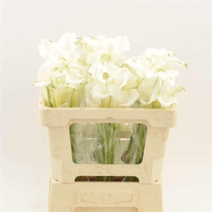 Calla White Mambo