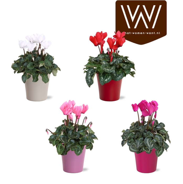 <h4>Cyclamen in gekleurd "Bombé" keramiek</h4>