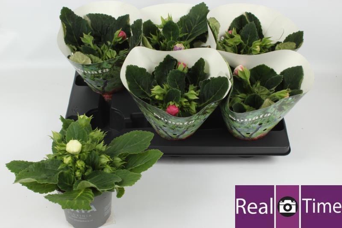 <h4>SINN SONATA GEM</h4>