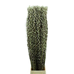Salix Wilgenkatjes