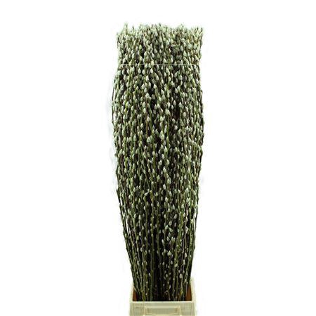 <h4>Salix Wilgenkatjes</h4>