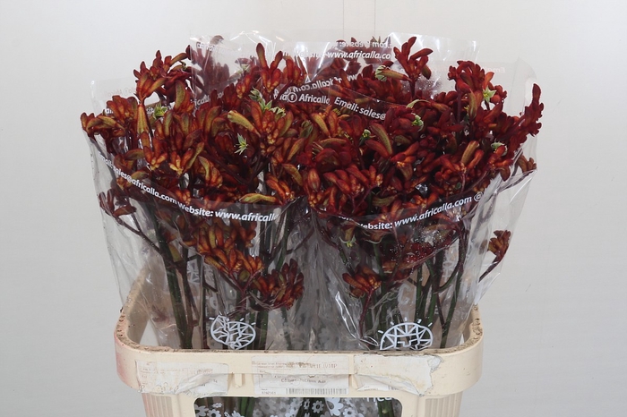 <h4>Anigozanthos Early Spring Indoor</h4>