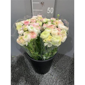 Ran Eleg Ex Stripe Yellow