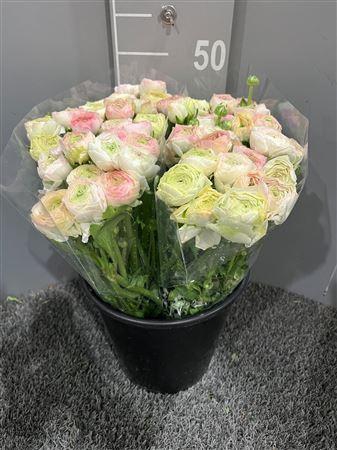 <h4>Ran Eleg Ex Stripe Yellow</h4>