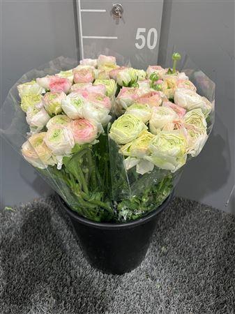 Ran Eleg Strip Yellow Extra