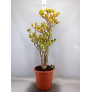 Crassula ovata 'Sunset'