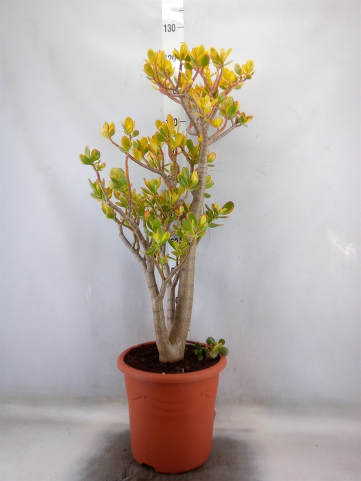 <h4>Crassula ovata 'Sunset'</h4>