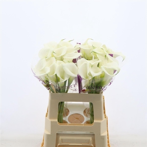 Calla White Art | Heavy Quality