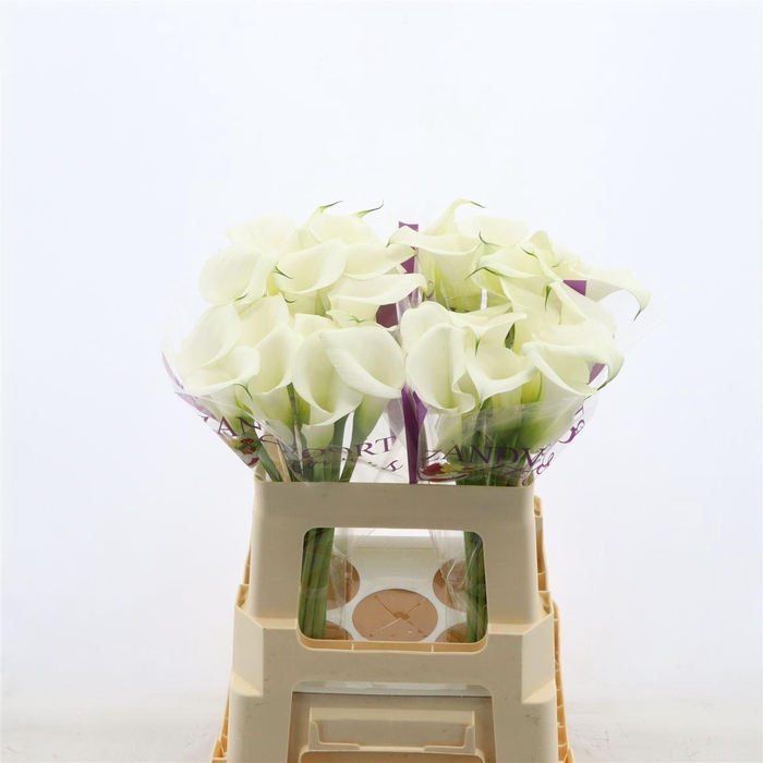 <h4>Calla White Art | Heavy Quality</h4>