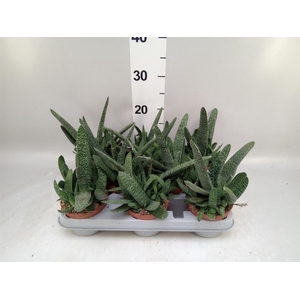 Gasteria carinata var. verrucosa