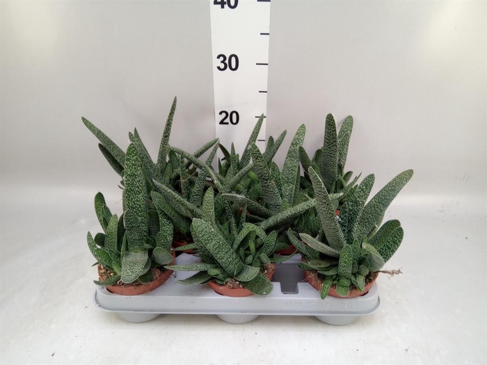 <h4>Gasteria carinata var. verrucosa</h4>