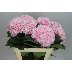 Hyd Verena Pink Pale