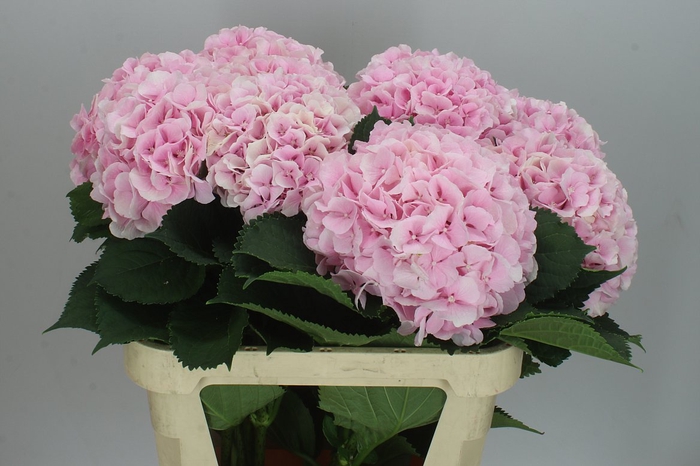 <h4>Hyd Verena Pink Pale</h4>