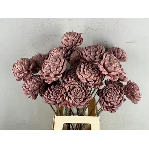 Stick Shola Artichokeø12 O.pnk